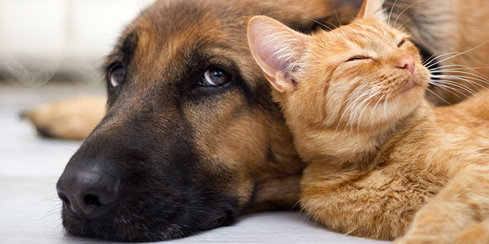 German Shepherd and Orange Cat Cuddling on Deck