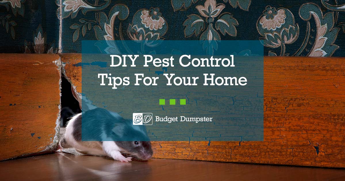 Pest Prevention Tips for Your Home
