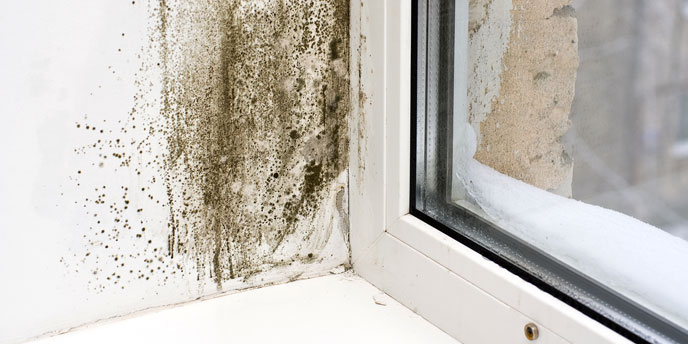 Closeup on Mold in Corner of Window Frame