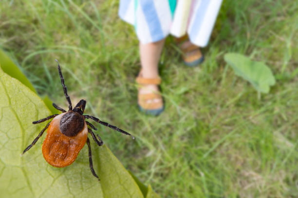 Lyme disease and co-infection: What you need to know